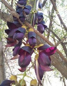 常綠油麻藤 常綠油麻藤