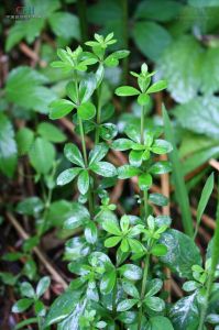 細長拉拉藤組 細長拉拉藤組