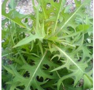 浙江扁莎 浙江扁莎