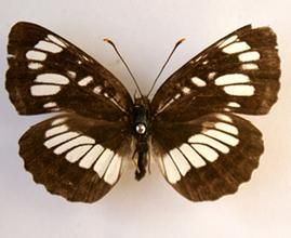 單環蛺蝶 單環蛺蝶