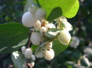 短柄雪膽(原變種) 短柄雪膽(原變種)