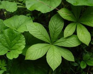 植物學專業 植物學專業