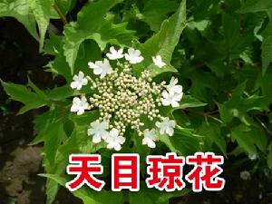 天目瓊花