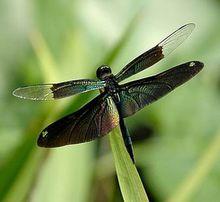 黑麗翅蜻