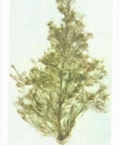 長囊水雲 長囊水雲