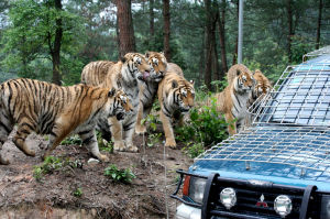 黃山虎林園 黃山虎林園