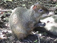 墨西哥毛臀刺鼠 墨西哥毛臀刺鼠