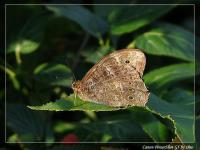 蒙鏈蔭眼蝶 蒙鏈蔭眼蝶