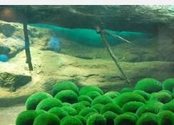 水溪綠球藻