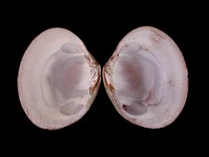 岐脊加夫蛤 岐脊加夫蛤