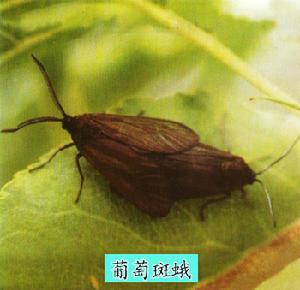 葡萄斑蛾 葡萄斑蛾