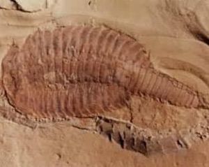 多皺珊瑚 多皺珊瑚