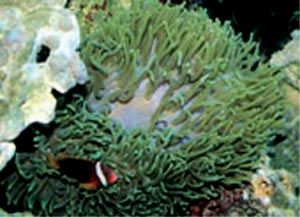 卡氏海葵 卡氏海葵