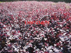 瀏陽市柏加鎮飛鷹花木信息服務部