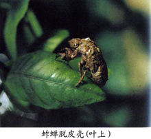 黑蚱蟬