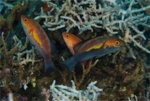 新月絲鰭鸚鯛 新月絲鰭鸚鯛