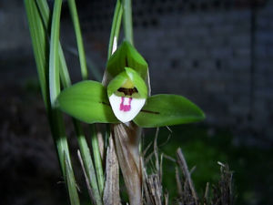 長葉香草 長葉香草