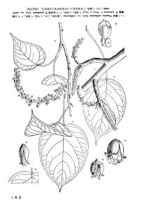 青楊（原變種）