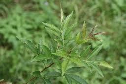 屏東花椒 屏東花椒