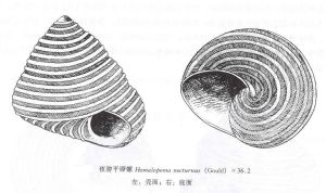 夜遊平厴螺 夜遊平厴螺