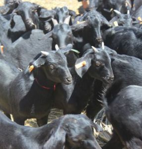 金堂黑山羊 金堂黑山羊