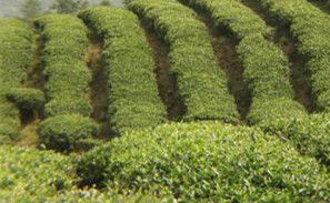 茶園
