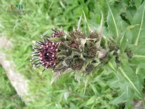 大頭風毛菊 大頭風毛菊