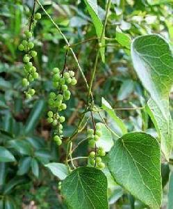 雲南輪環藤 雲南輪環藤