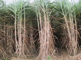 桂糖31號 桂糖31號