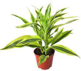 金邊富貴竹 金邊富貴竹