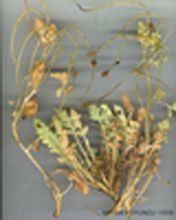 伊拉克罌粟 伊拉克罌粟