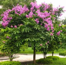 大花紫薇