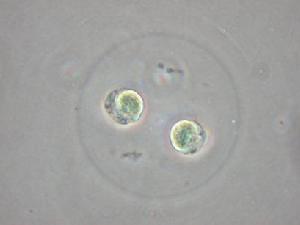色球藻目