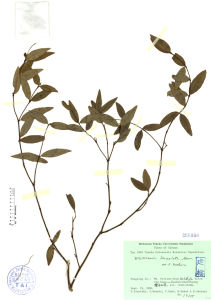 披針葉蕘花 披針葉蕘花