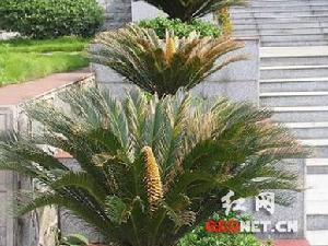 湖南洪江鎮 湖南洪江鎮