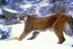 東部美洲獅 東部美洲獅