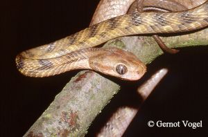 廣西林蛇Boiga guangxiensis