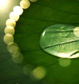 珠落玉盤 珠落玉盤