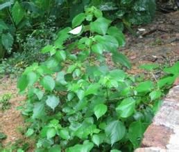 香花藤屬 香花藤屬