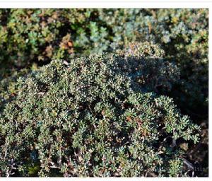 馬基亞群落 馬基亞群落