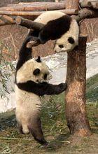 可愛的團團與圓圓