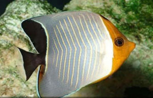 中白蝴蝶魚 中白蝴蝶魚