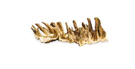 沉香板頭吊絲 沉香板頭吊絲