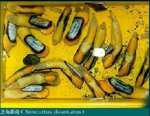 截蟶科 Solecurtidae