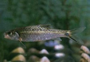 洱海四須䰾 洱海四須䰾