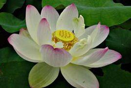 粉蝶[荷花品種]