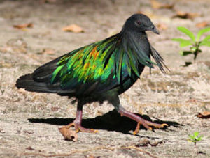 托利棕翅鳩 托利棕翅鳩