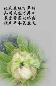 冰山雪蓮[甜菜菜品]