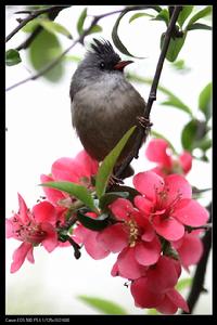 黑額鳳鶥 黑額鳳鶥