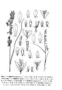 青甘臭草 青甘臭草